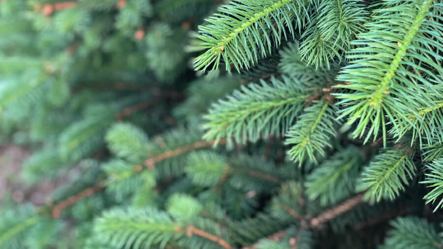 Sapin et épicéa